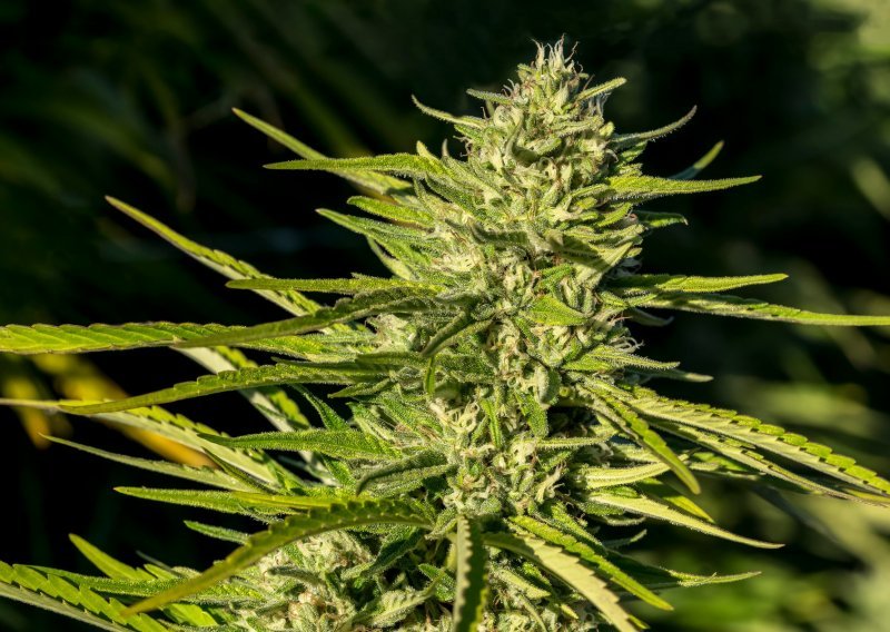 'Pao' diler s više od 1,7 kilograma marihuane