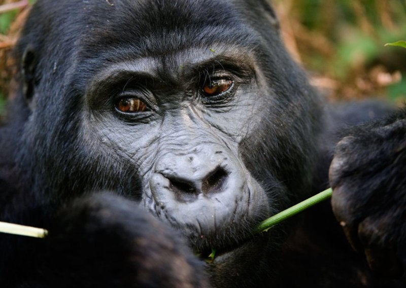 U opasnosti nisu samo ljudi: koronavirus prijeti i gorilama, orangutanima i čimpanzama