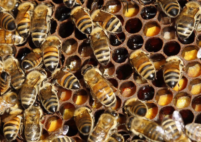 Napao općinare rojem pčela