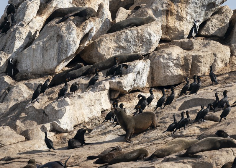 Stravične fotografije s obale Namibije, broj mrtvih tuljana se popeo na sedam tisuća